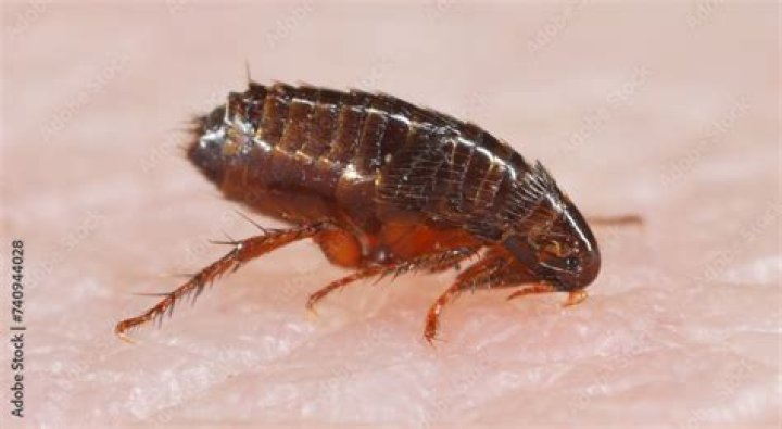 Unraveling The Flea: Nature's Tiny Marvels